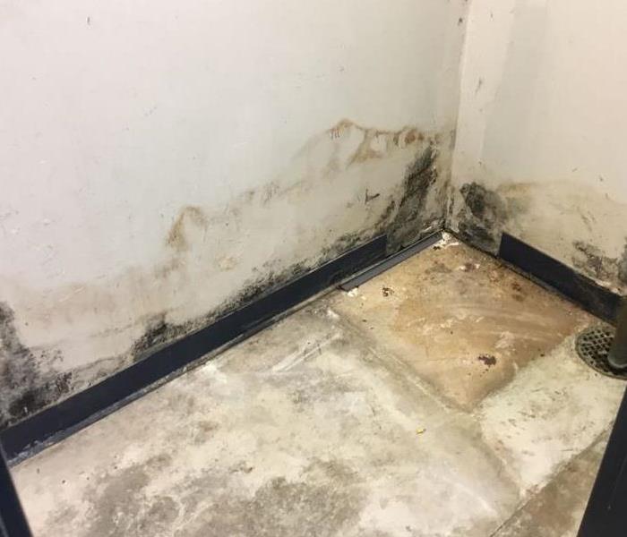 Mold Growth before treatment in utility room