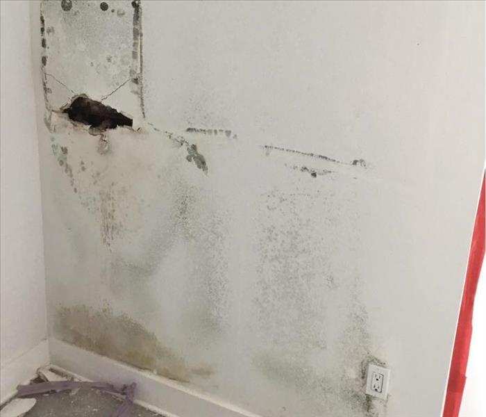 Commercial Mold Damage on Wall