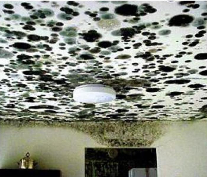 Mold on wet ceiling after Storm Damage